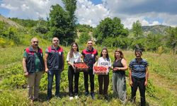 Tunceli'de kadın üreticilerin çilek hasadı yüz güldürdü