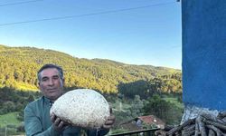 Vatandaşın bulduğu 5 kiloluk mantar şaşırttı