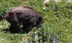 Yaralı domuz köy yakınlarında görüntülendi