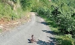 Yolda gördüğü karaca yavrularına Arçil ve Şota adını verdi