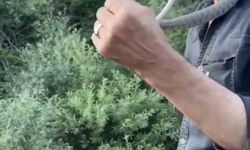 Zehirli engerek yılanını yakalayıp boynuna doladı: 'Benim yaptığımı yapmayın'