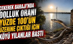 Çekerek Barajı'nda dolluk oranı yüzde 100'ün üzerine çıktığı için köyü yılanlar bastı
