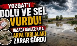 Dolu ve sel vurdu, hasada günler kala arpa tarlaları zarar gördü