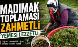 Madımak toplaması zahmetli yemesi lezzetli