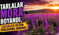 Tarlalar mora boyandı, çiçekler resim tablosunu andırdı