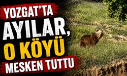 Yozgat'ta ayılar, o köyü mesken tuttu