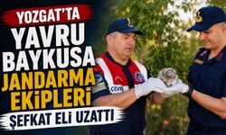 Yozgat'ta yavru baykuşa Jandarma ekipleri şefkat eli uzattı
