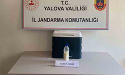 5 milyon dolarlık akrep zehri Yalova'da yakalandı