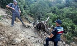 Ağaç yangını korkuttu