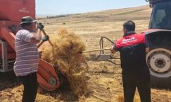 Ağın'da mercimek tohumluklarında hasat kontrolleri