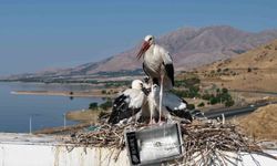 Anadolu'da leyleklerin göç hazırlığı