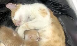 Anne kedi yavrularıyla Sosyal Yardımlaşma Vakfı'na sığındı
