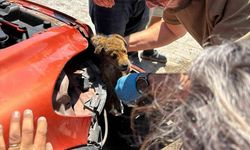 Araç tamponuna sıkışan yavru köpeği veteriner hekimler kurtardı