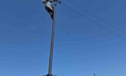 Aras elektrik ekipleri arıcı koruyucu kıyafetiyle müdahale ediyor