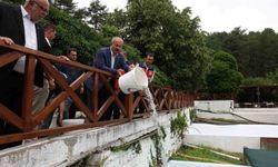 Ayazma Deresi'ne 50 bin kırmızı benekli alabalık yavrusunu bırakıldı