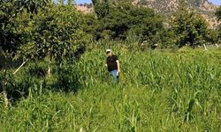 Aydın'da sorgum otu ekili alanlar kontrol edildi