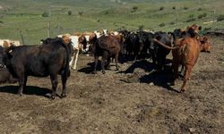 Aydıntepe'de ithal besilik sığırlarda karantina ve sağlık kontrolleri yapılıyor
