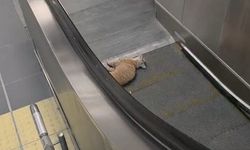 Başakşehir Metro İstasyonu'nda kedi yürüyen merdivene sıkıştı
