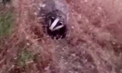 Batman'da porsuk görüntülendi