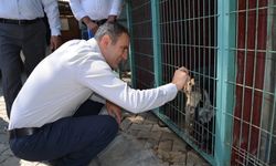 Bayındır'da hayvan bakım evi ve doğal yaşam alanında inceleme
