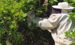 Bingöl'de kovandan firar eden binlerce arı meşe ağacına oğul verdi