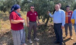 Buldan'da zeytin sineğine karşı fenomen tuzak dağıtıldı