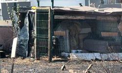 Çanakkale'de yol kenarında çıkan yangında köpek mahsur kaldı