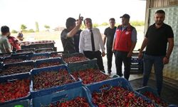 Çay'da kiraz hasadı başladı