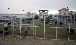 Çine'de alevlerin ulaştığı mahallede hayvanlar halı sahada korumaya alındı