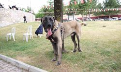 Çorum'da Türk çoban köpekleri görücüye çıktı