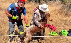 Çukura düşen küçükbaş hayvanı itfaiye kurtardı