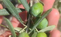 Didim'de zeytin üreticilerine sinek uyarısı