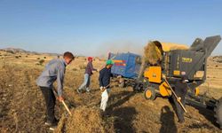 Diyarbakır'da mercimek hasadı
