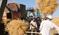 Diyarbakır'da yüksek sıcaklıkta hasat