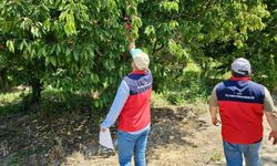 Dolu yağışından dolayı hasar tespit çalışmaları sürüyor