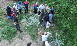 Düzce'de ıhlamur hasadı başladı