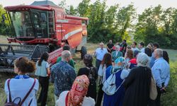 Düzce'de ilk kez yetişen siyez buğdayının hasadı yapıldı