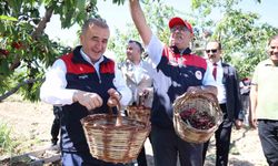 Elazığ'da 7 bin dekar alanda kiraz hasadı devam ediyor
