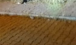 Elazığ'da kedi ile yılanın mücadelesi kamerada