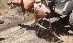 Elazığ'da uçurumdan yuvarlanan inek kurtarıldı