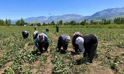 Erzincan'da kadın tarım işçileri kavurucu sıcakta pancar mesaisi yapıyor
