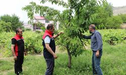 Erzincan'da kiraz hasadında bereketli sezon