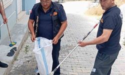 Eve giren yılan paniğe neden oldu