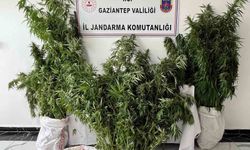 Gaziantep'te 215 kök kenevir ele geçirildi: 1 gözaltı