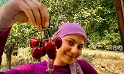 İhracatlık kirazda hasat dönemi başladı