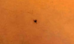 İnegöl'de kene alarmı