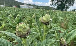 İzmir tahtını kaybediyor; enginarın yeni başkenti Bursa oluyor