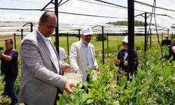 İznik'te Maviyemiş Hasadı Başladı
