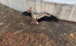 Kanala düşen leyleği itfaiye kurtardı