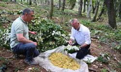 Karacabey'de ıhlamur hasadı kırsal ekonomiye can katıyor